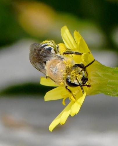 Colletes sp.